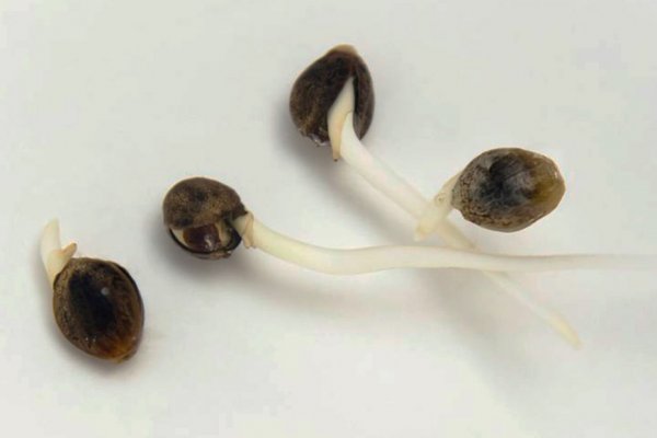 Kraken onion зеркало